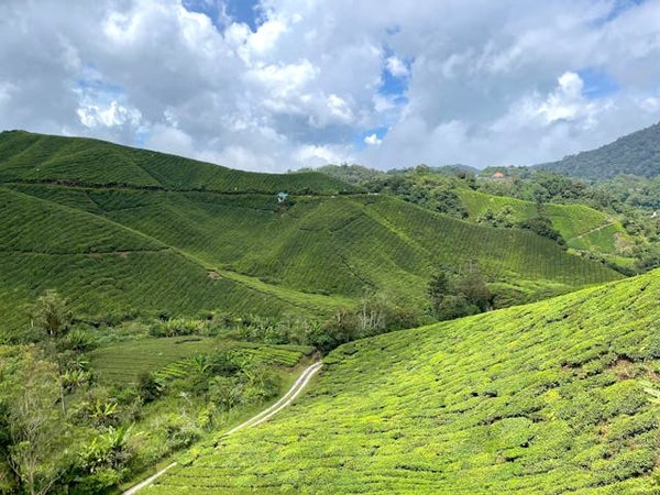 Comment découvrir les plantations de riz en terrasse aux Philippines?